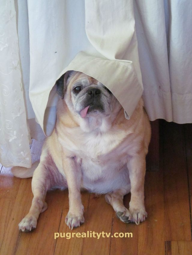 0516 millie partial curtain pugrealitytv