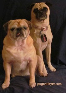 10 15 2 pugs series on dk blue both facing camera siting up