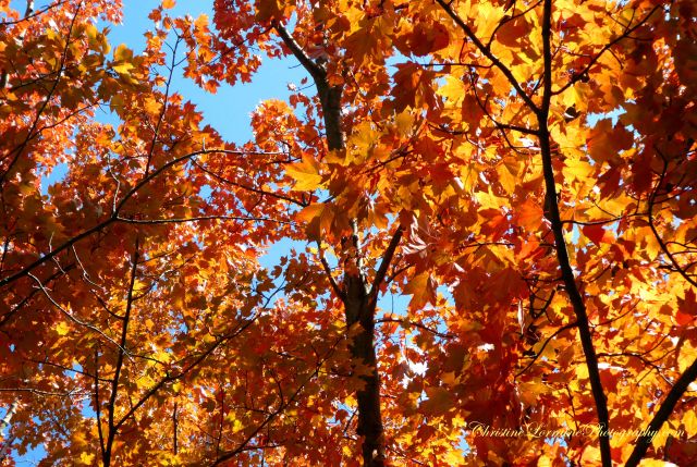 P1010465 Orangeward Upward Christine Lorraine Photography 111118 w 10 erie pa