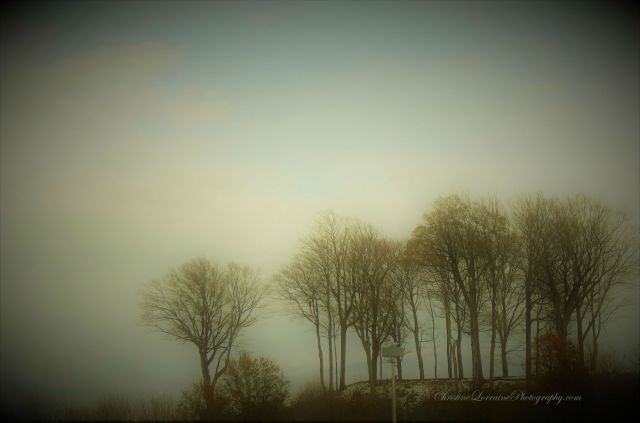 P1020114 (2) desolate trees walnut creek access fairview pa 111118 christinelorrainephotography