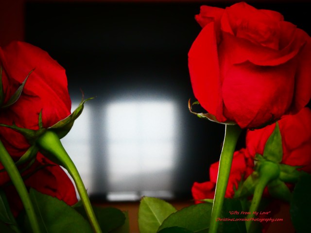 00000 P1110208 gifts from my love roses from michael 02172020 ChristineLorrainePhotograhy.com