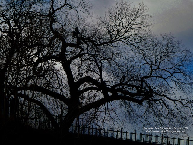 00000 tree silhouette paterson nj great falls 012520 ChristineLorrainePhotograhy.com