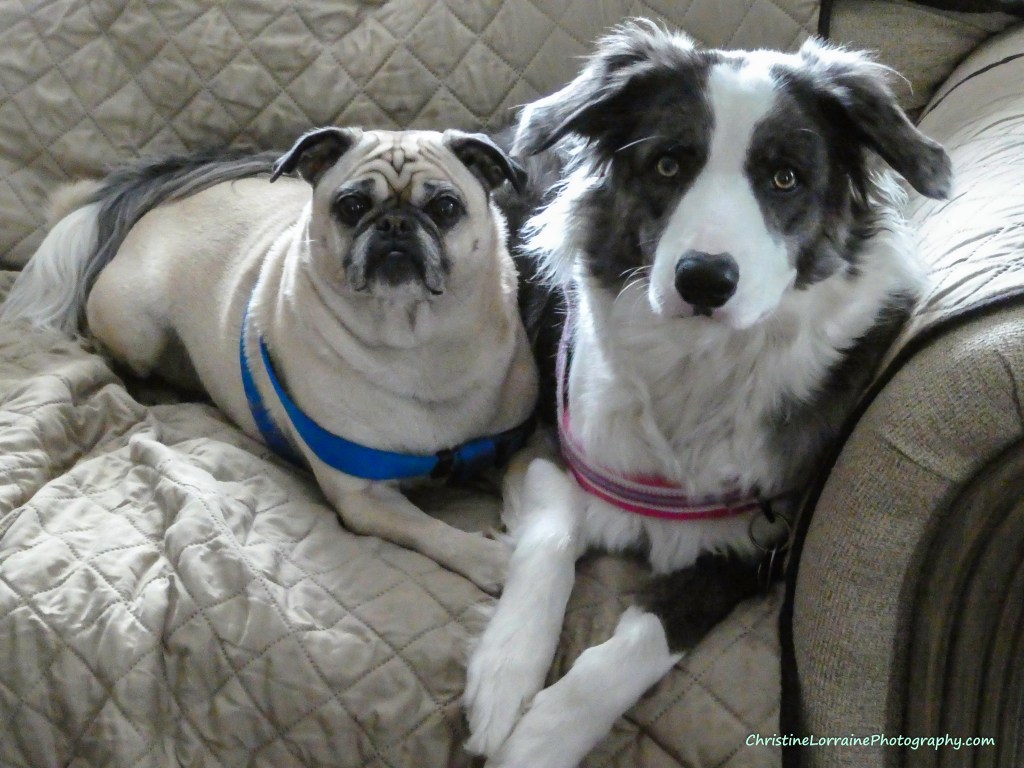 Mosie and Zoey of The Trolling Bones pose precociously